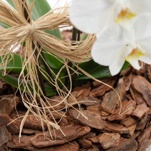Orquídeas Phalaenopsis com duas Hastes Branca  