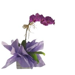 Imagem de Orquidea Phalaenopiss Roxa 