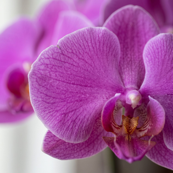 Orquidea Phalaenopiss Roxa 