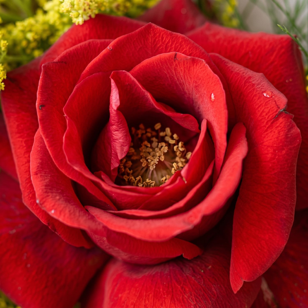 Buquê de Uma Rosa Vermelha Nacional  