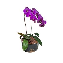 Imagem de Orquídeas Phalaenopsis Com Duas Hastes Roxas