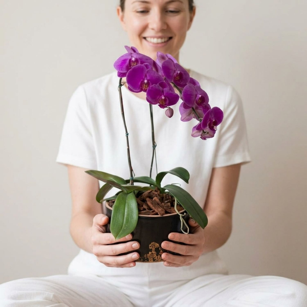 Orquídeas Phalaenopsis Com Duas Hastes Roxas
