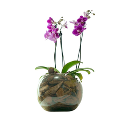 Imagem de Mini Orquidea Phalaenopiss Roxa 
