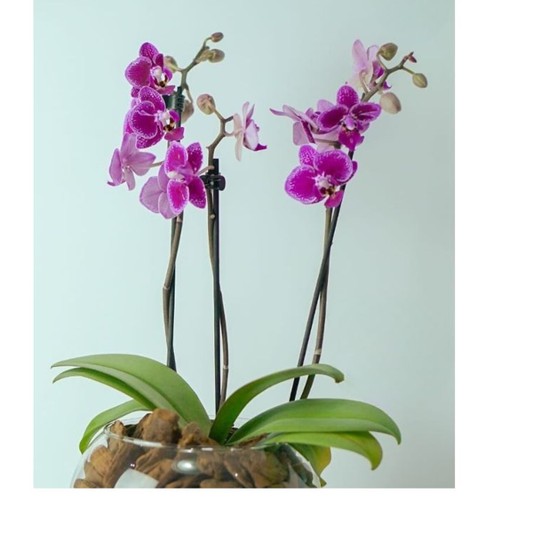 Mini Orquidea Phalaenopiss Roxa 