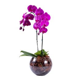 Imagem de Orquídeas Phalaenopsis com Duas Hastes Roxa