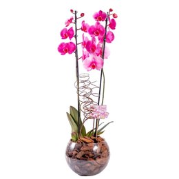Imagem de Orquídea Phalaenopsis Plantada  Rosa