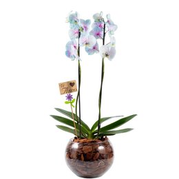 Imagem de Orquídea Phalaenopsis Plantada Frozen