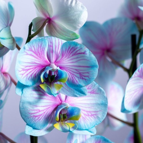 Orquídea Phalaenopsis Plantada Frozen
