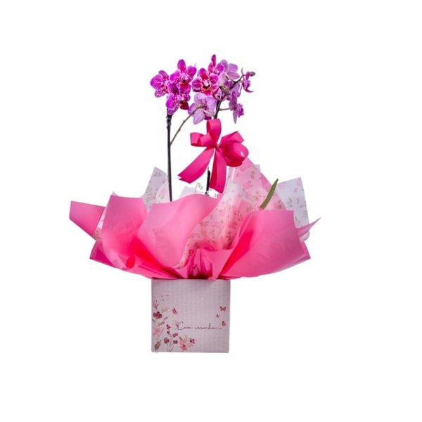 Mini Orquidea Phalaenopsis Roxa No Cachepo 