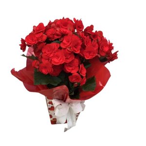 Imagem de Begônias Vermelhas Plantadas 