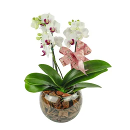 Imagem de Mini Orquídeas Phalaenopsis Semi Alba Decorada