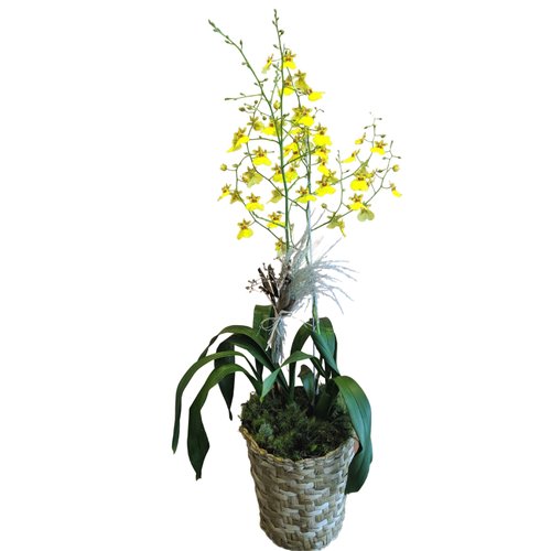 Orquídea Oncidium chuva de ouro com cachepô | Giuliana Flores