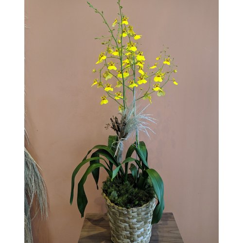 Orquídea Oncidium chuva de ouro com cachepô | Giuliana Flores