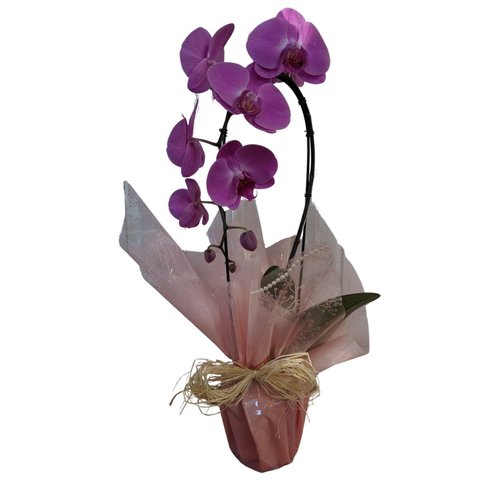 Orquídea Cascata Decorada | Giuliana Flores