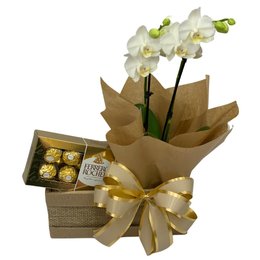 Imagem de  Orquídea Charmosa