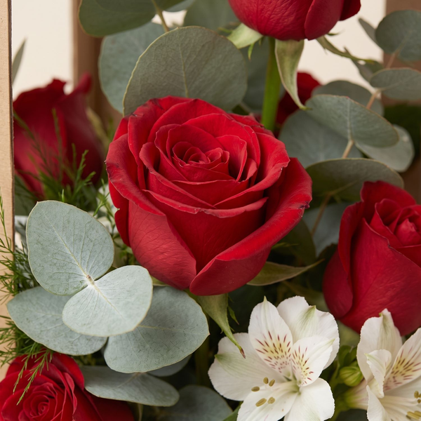 Duo Seis Rosas Vermelhas 