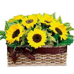 Imagem de  jardim de Girassóis