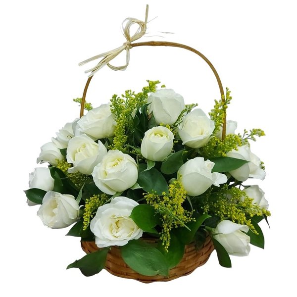 24 Rosa Brancas