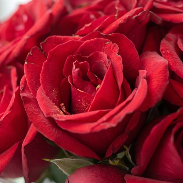 Delicadeza de Amor