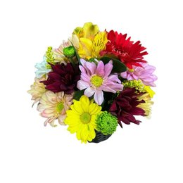 Imagem de Despertar de Alegria