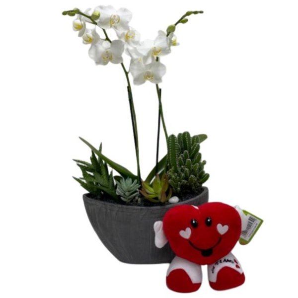 Arca Grafite Mini Orquídea Cactos Suculentas e Coração