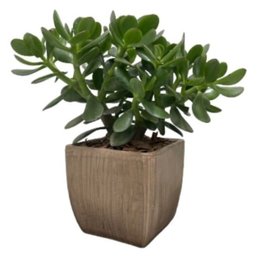 Imagem de Vaso Bojudo M com Jade (Crassula Ovata)