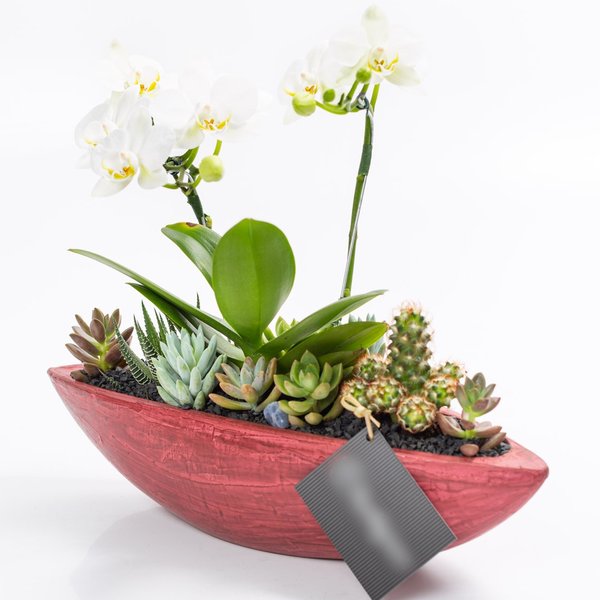 Canoa Bordô Mini Orquídea, Cactos e Suculentas