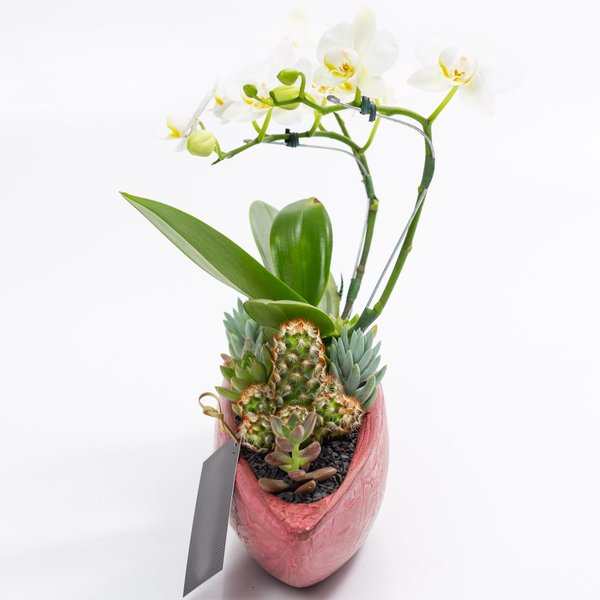 Canoa Bordô Mini Orquídea, Cactos e Suculentas