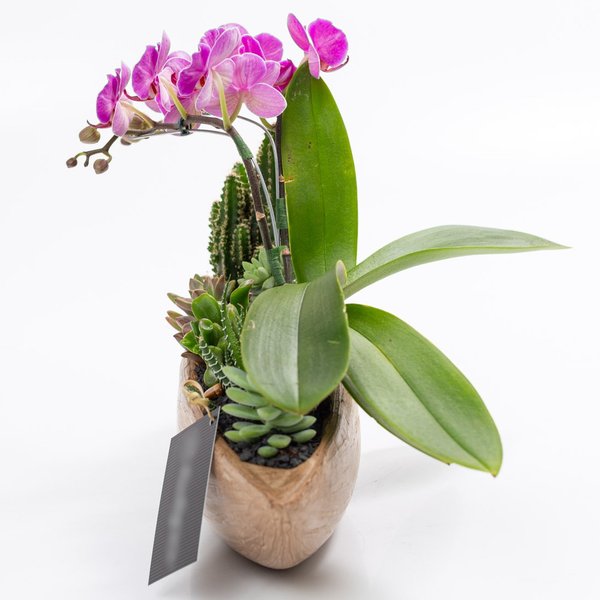 Canoa Aço Corten Mini Orquídea, Cactos e Suculentas