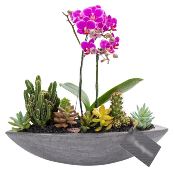 Canoa Grafite Mini Orquídea, Cactos e Suculentas