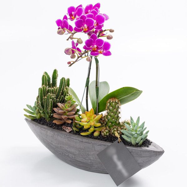 Canoa Grafite Mini Orquídea, Cactos e Suculentas