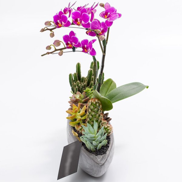 Canoa Grafite Mini Orquídea, Cactos e Suculentas
