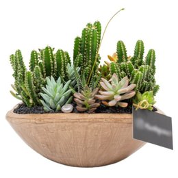 Imagem de Canoa Aberta Cactos e Suculentas