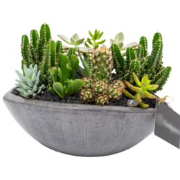 Imagem de Canoa Aberta Cactos e Suculentas