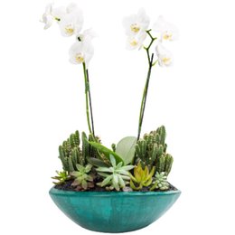 Imagem de Canoa Aberta Verde Mini Orquídea, Cactos e Suculentas