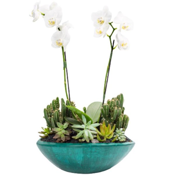 Canoa Aberta Verde Mini Orquídea, Cactos e Suculentas