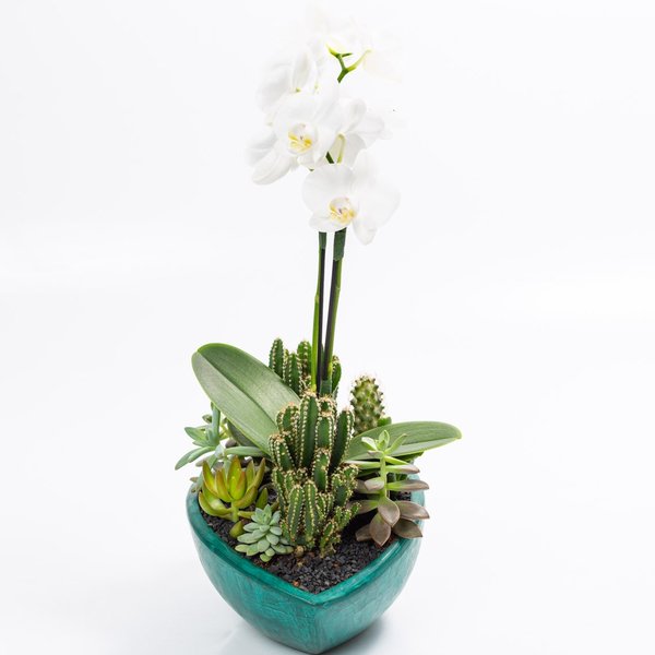 Canoa Aberta Verde Mini Orquídea, Cactos e Suculentas