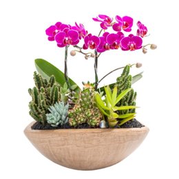 Imagem de Canoa Aço Corten Mini Orquídea e Cactos e Suculentas
