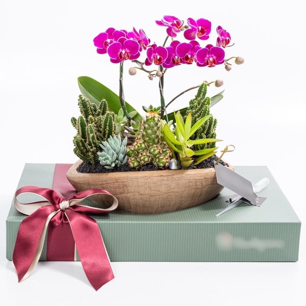 Canoa Aço Corten Mini Orquídea e Cactos e Suculentas
