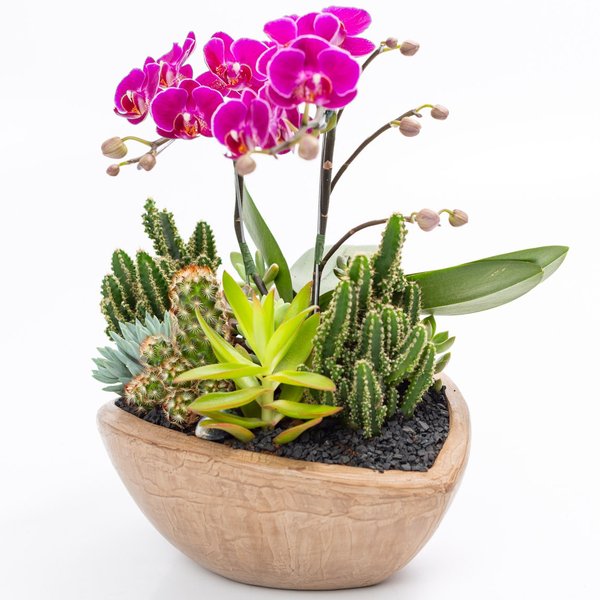 Canoa Aço Corten Mini Orquídea e Cactos e Suculentas