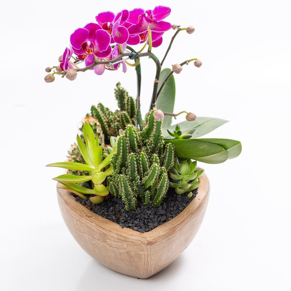 Canoa Aço Corten Mini Orquídea e Cactos e Suculentas