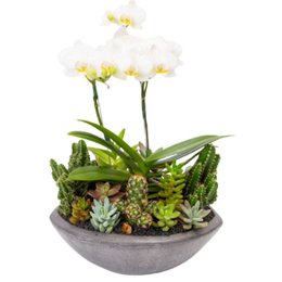 Imagem de Canoa Aberta Grafite Mini Orquídea,Cactos,Suculentas