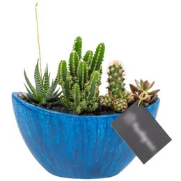 Imagem de Arca Azul Cactos e Suculentas