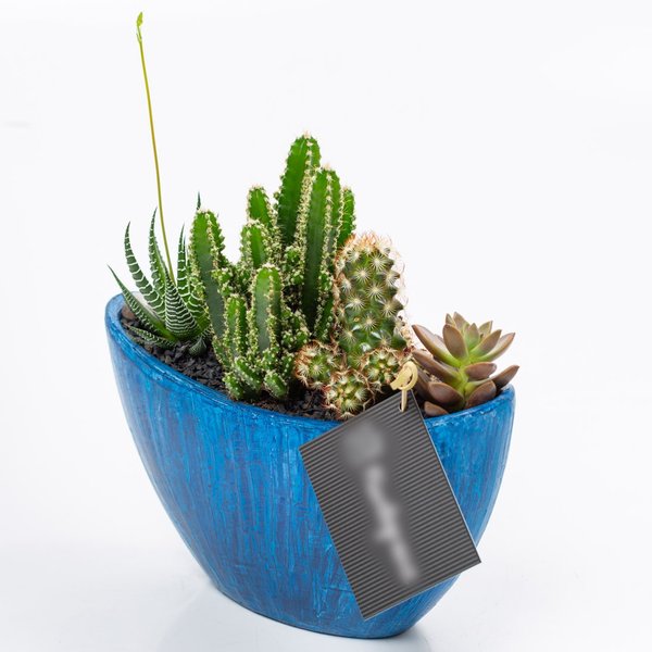 Arca Azul Cactos e Suculentas