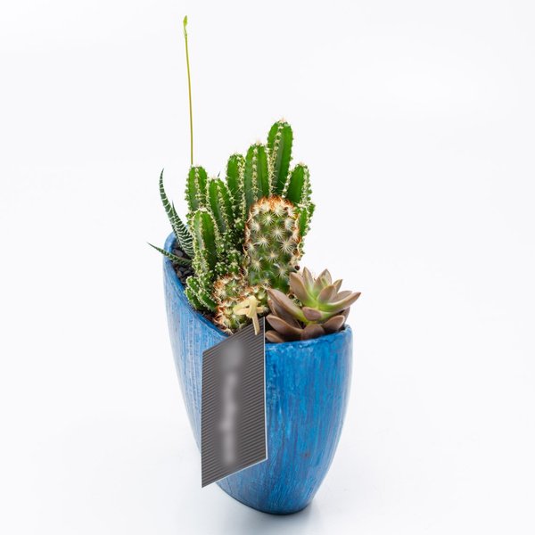 Arca Azul Cactos e Suculentas