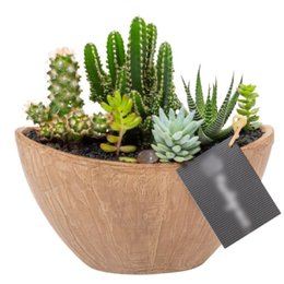 Imagem de Arca Aço Corten Cactos e Suculentas