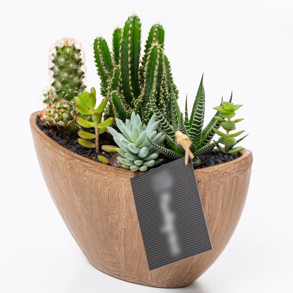 Arca Aço Corten Cactos e Suculentas