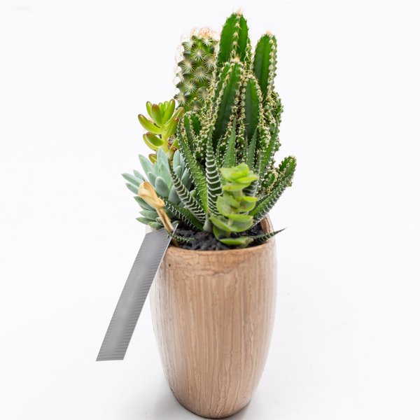 Arca Aço Corten Cactos e Suculentas