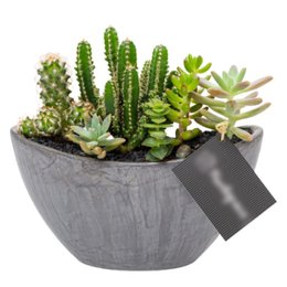 Imagem de Arca Grafite Cactos e Suculentas