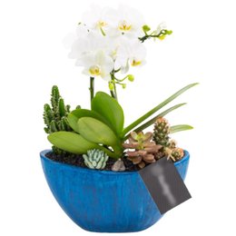 Imagem de Arca Azul Mini Orquídea, Cactos e Suculentas
